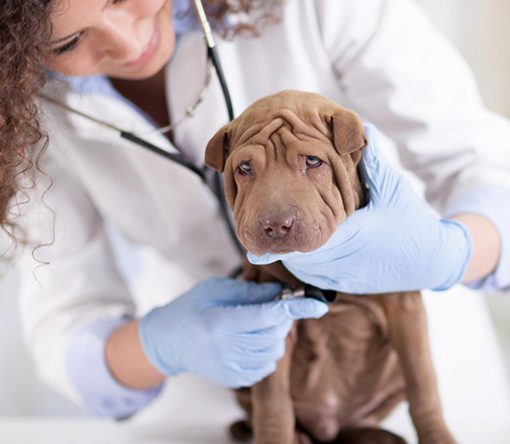 Curso Técnico de Veterinária