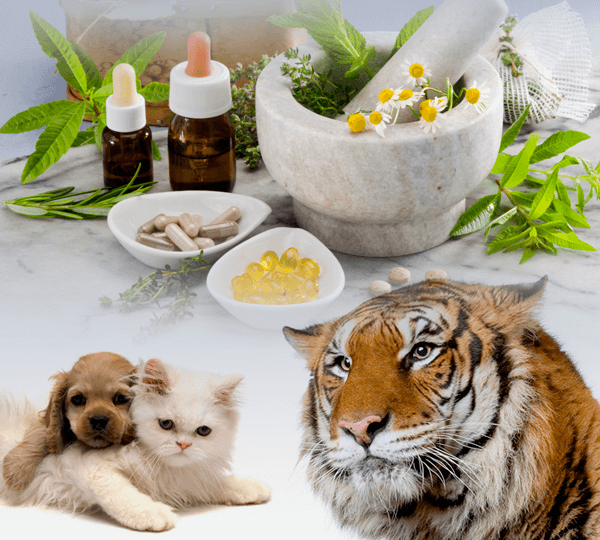 pós-graduação-homeopatia-veterinária