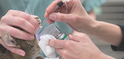 centro cirurgico proprio famesp pos graduacao anestesiologia veterinaria