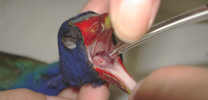 hands on famesp pos graduacao anestesiologia veterinaria