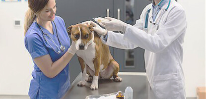 hospitais clinicas laboratorios famesp curso tecnico de veterinaria