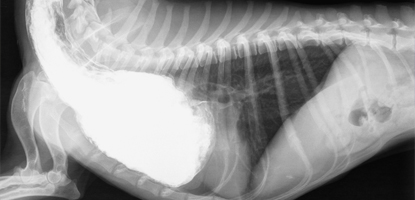 exame contrastado famesp pos graduacao radiologia e tomografia veterinaria
