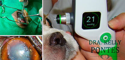 aulas-praticas-oftalmologia-veterinaria