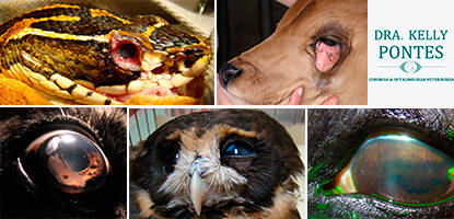 veterinaria-pos-oftalmologia