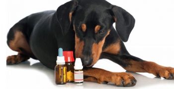 c-curso-curta-duracao-extensao-vatualizacao-veterinarios-homeopatas-famesp