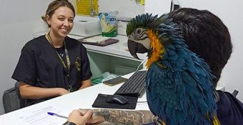 c - Pós em Cirurgias Avançadas em Animais selvagens, silvestres, exoticos, e pets não convencionais-24.1-2