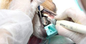 c-pos-odontologia-veterinaria-famesp-2024.1-v3