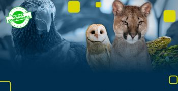 Pós-graduação de Manejo de Fauna Silvestre e Exótica e Educação Ambiental_Capa Curso